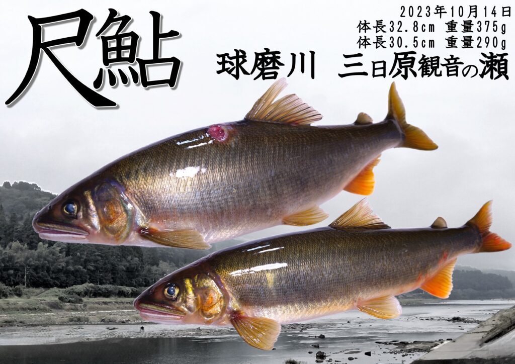 尺鮎魚拓SAMPLE